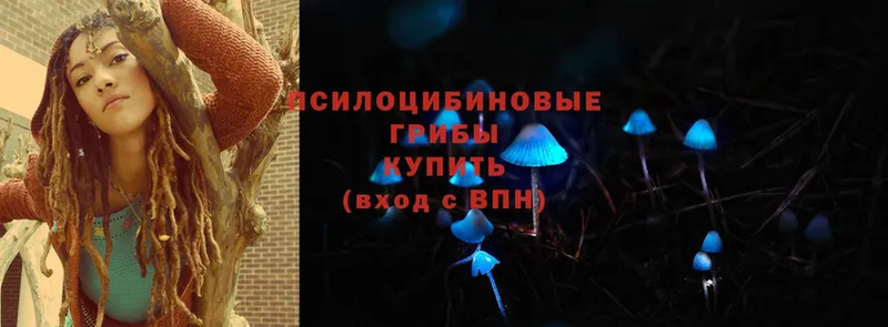 Псилоцибиновые грибы Psilocybe  Асбест 